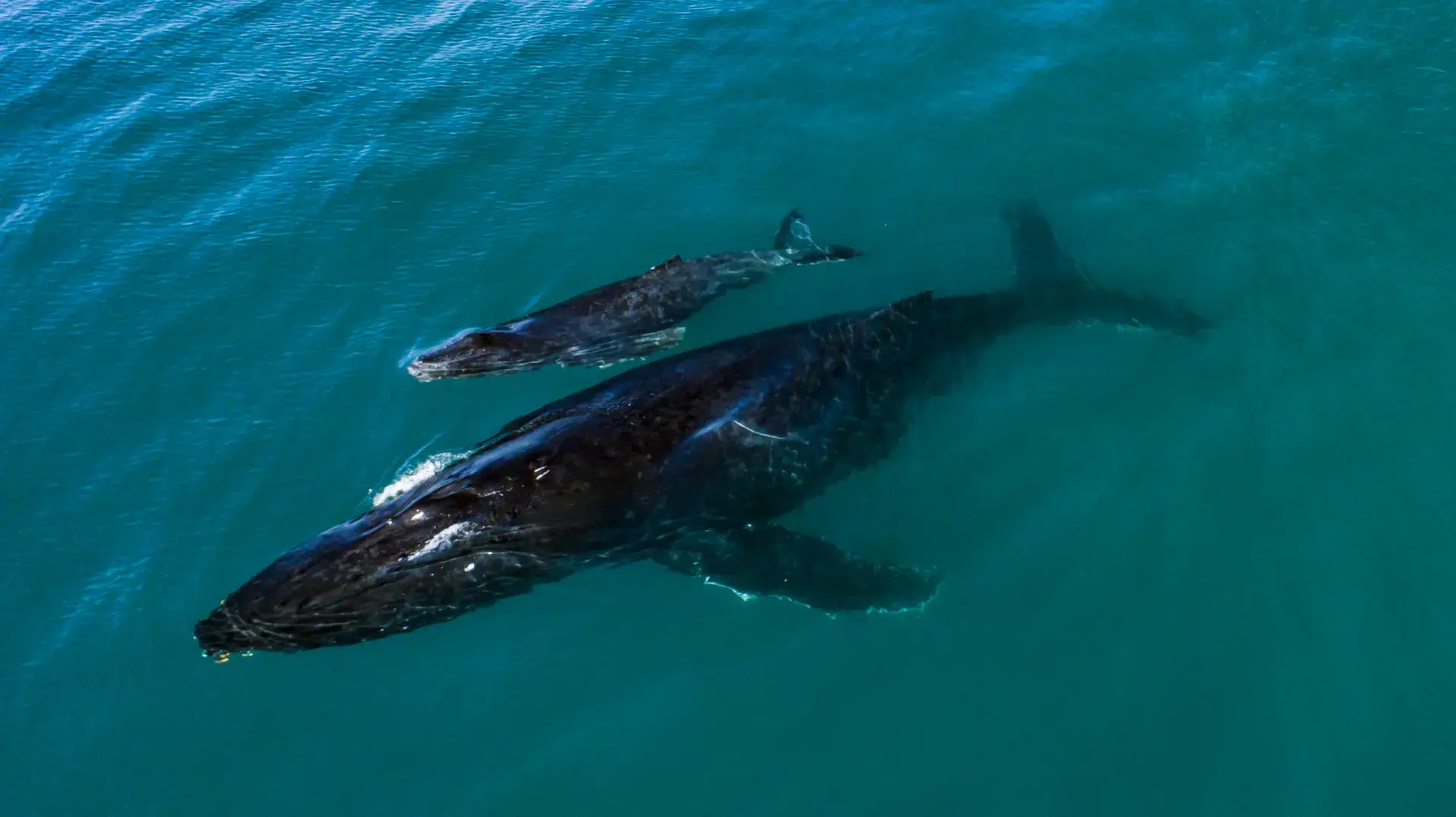 Cabo Pulmo: Beneath the Surface