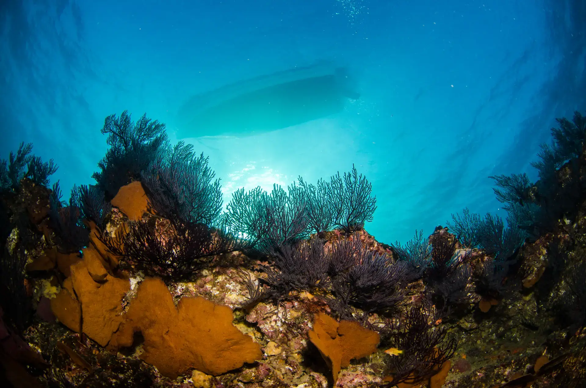 Beautiful pictures of our journeys at Cabo Pulmo: Beneath the Surface.
