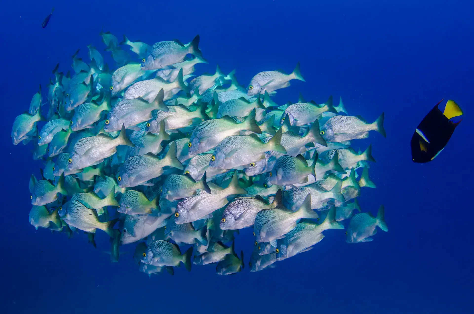 Beautiful pictures of our journeys at Cabo Pulmo: Beneath the Surface.