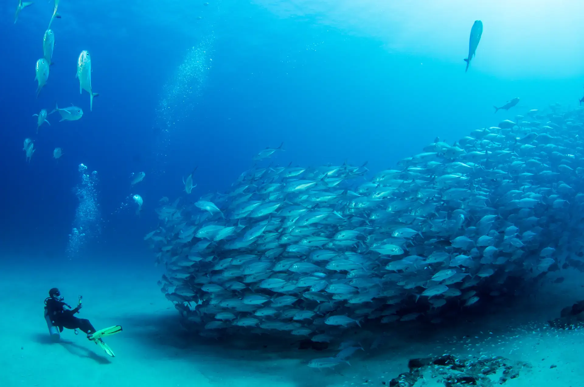 Beautiful pictures of our journeys at Cabo Pulmo: Beneath the Surface.