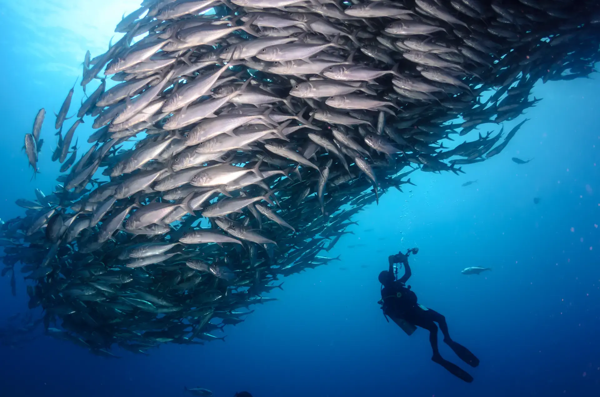 Beautiful pictures of our journeys at Cabo Pulmo: Beneath the Surface.