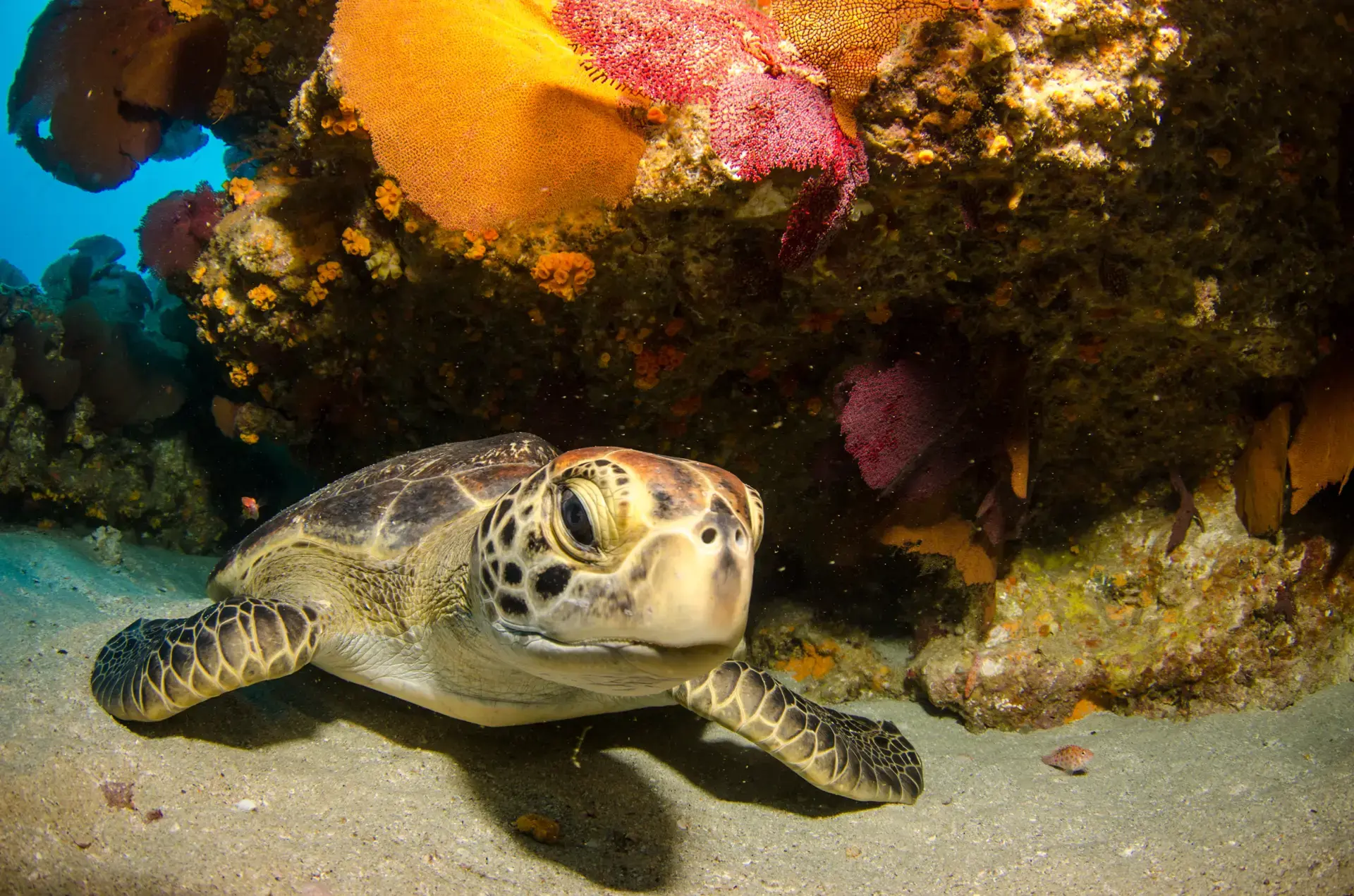 Beautiful pictures of our journeys at Cabo Pulmo: Beneath the Surface.