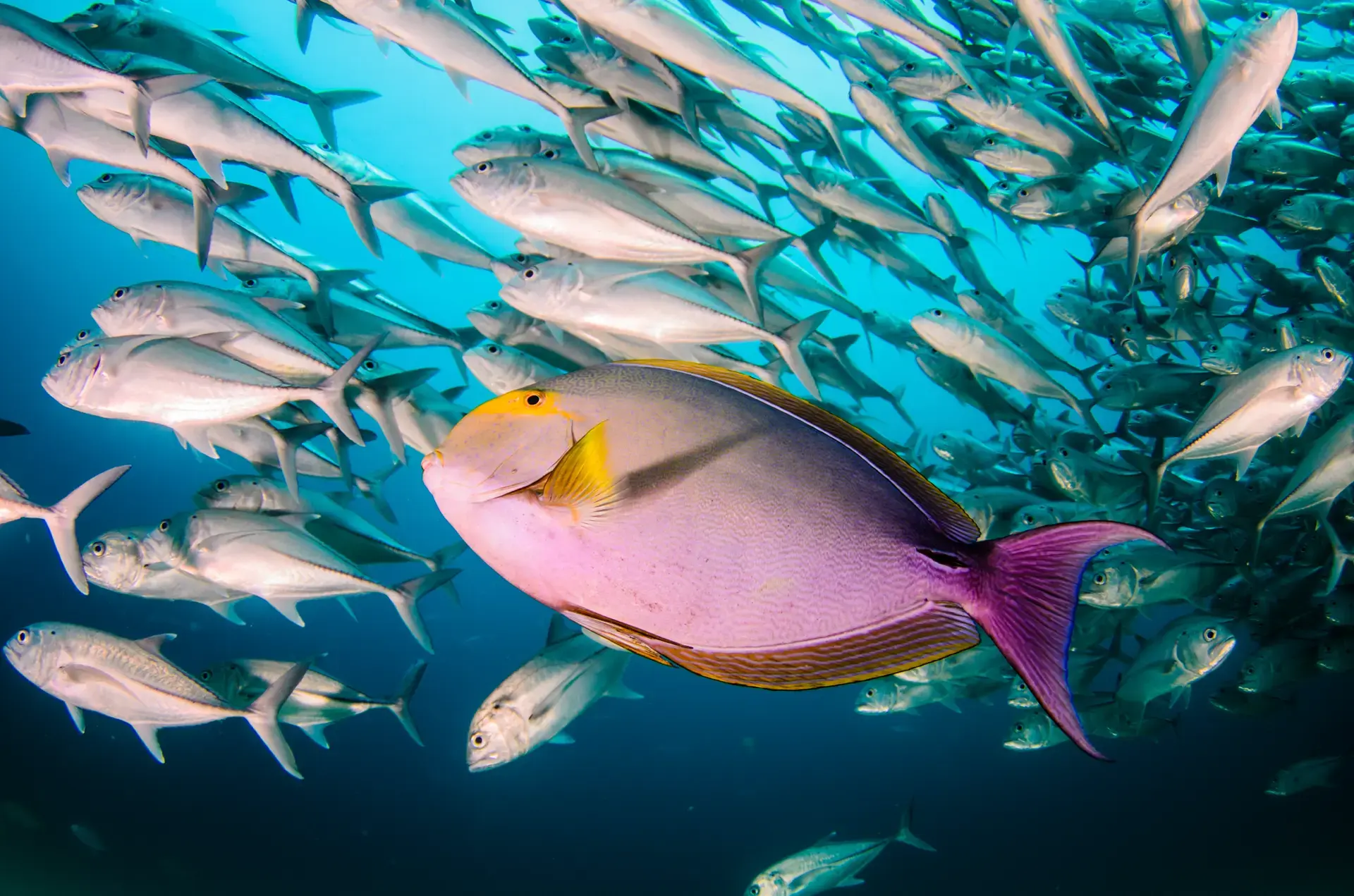 Beautiful pictures of our journeys at Cabo Pulmo: Beneath the Surface.