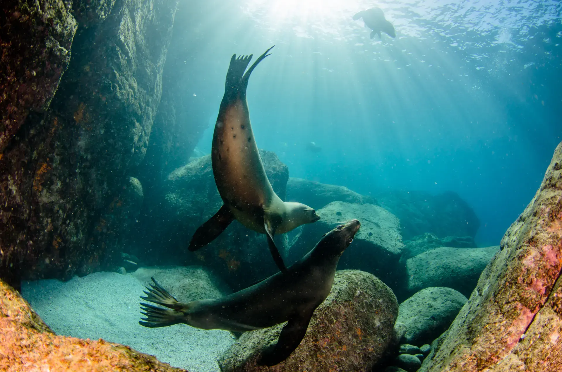 Beautiful pictures of our journeys at Cabo Pulmo: Beneath the Surface.