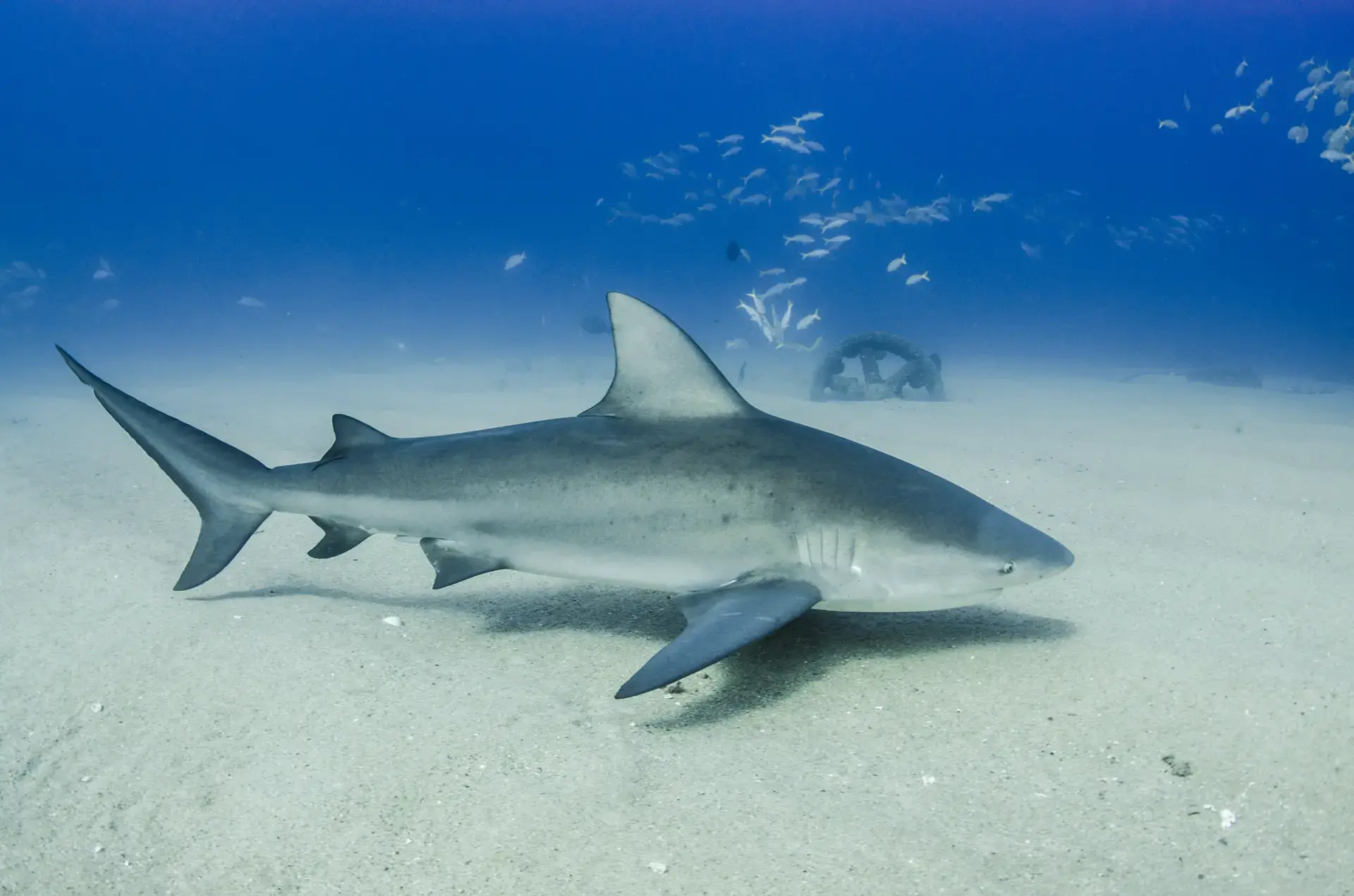 Beautiful pictures of our journeys at Cabo Pulmo: Beneath the Surface.