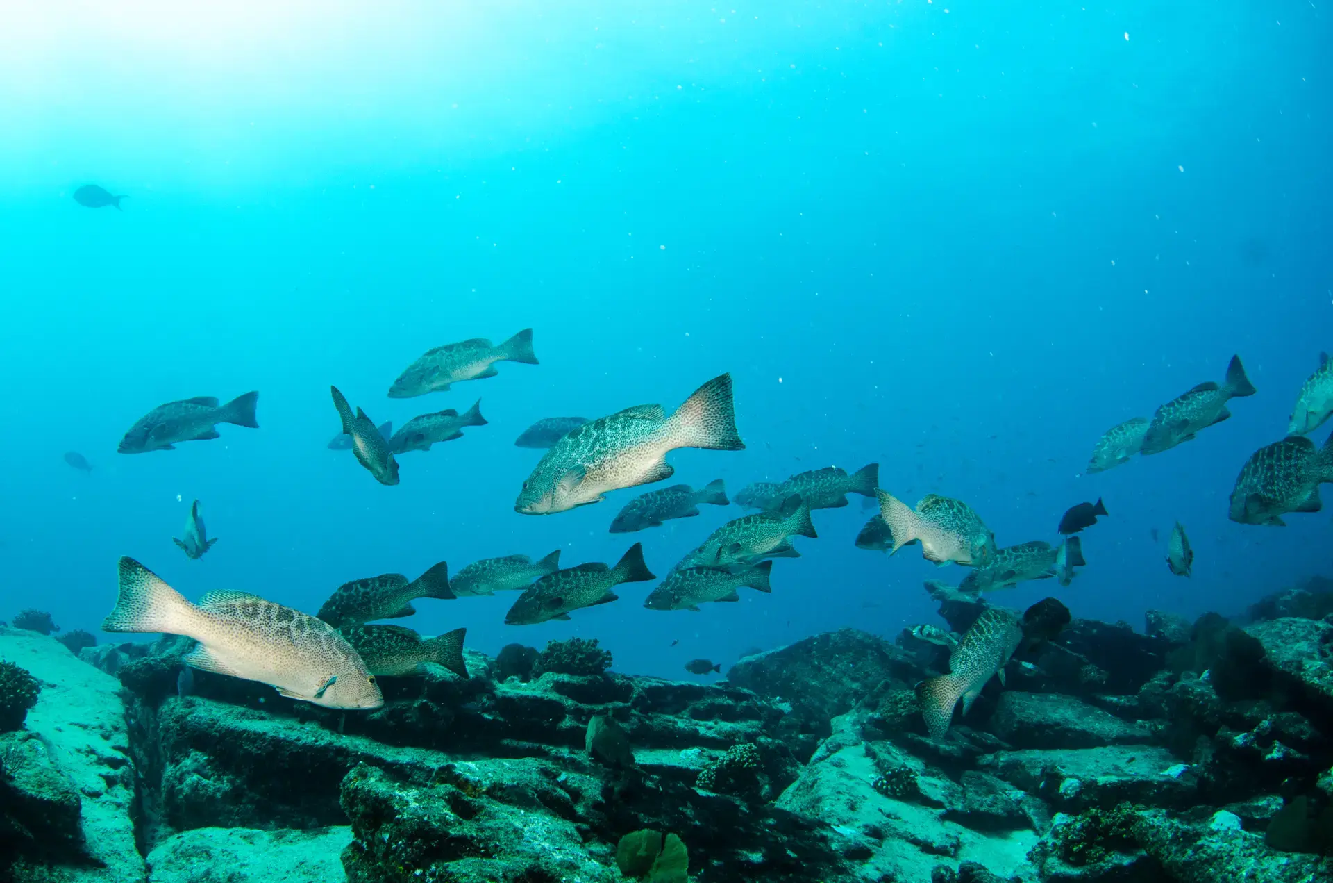 Beautiful pictures of our journeys at Cabo Pulmo: Beneath the Surface.