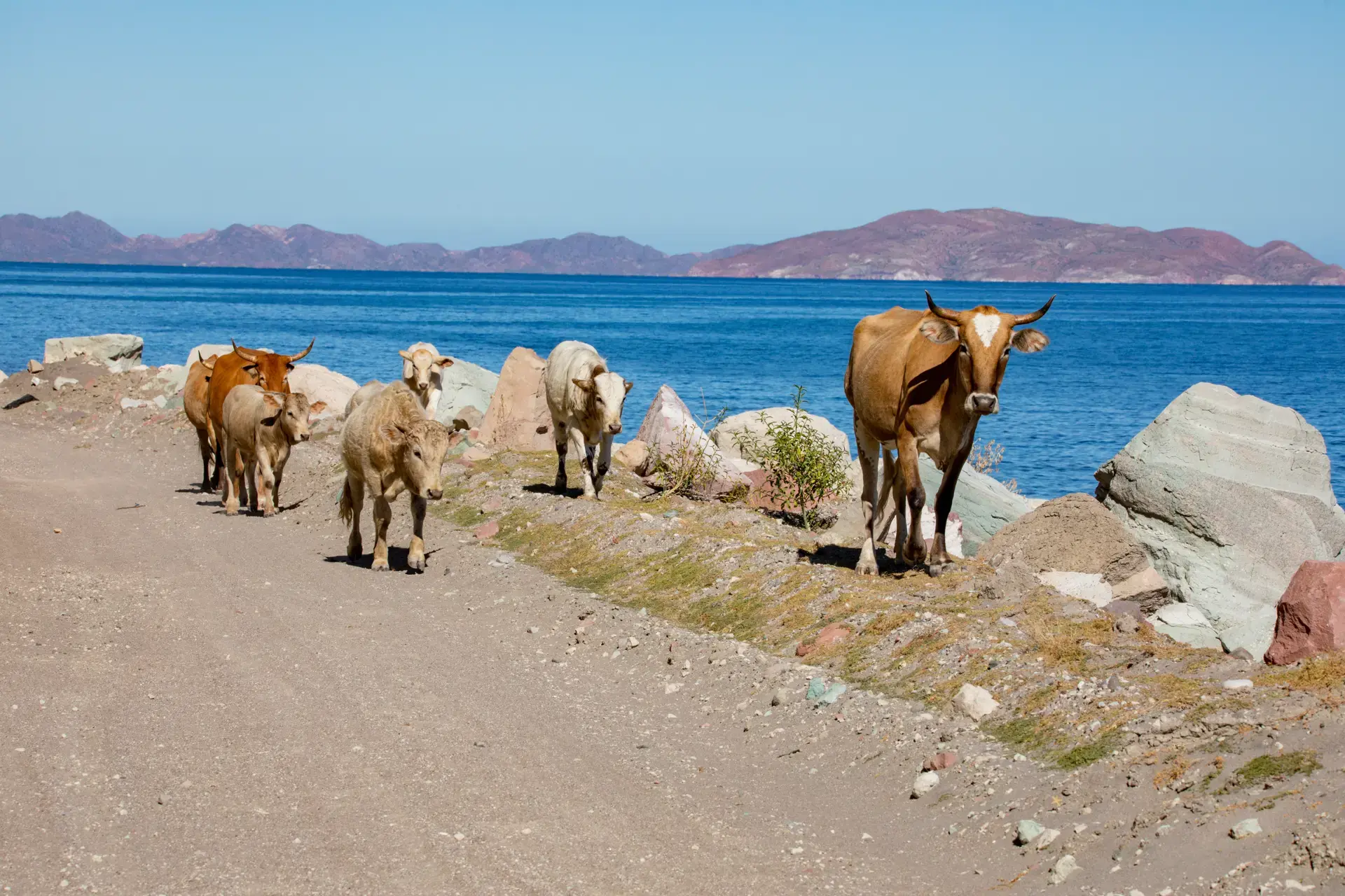 Beautiful pictures of our journeys at La Paz to San Evaristo.