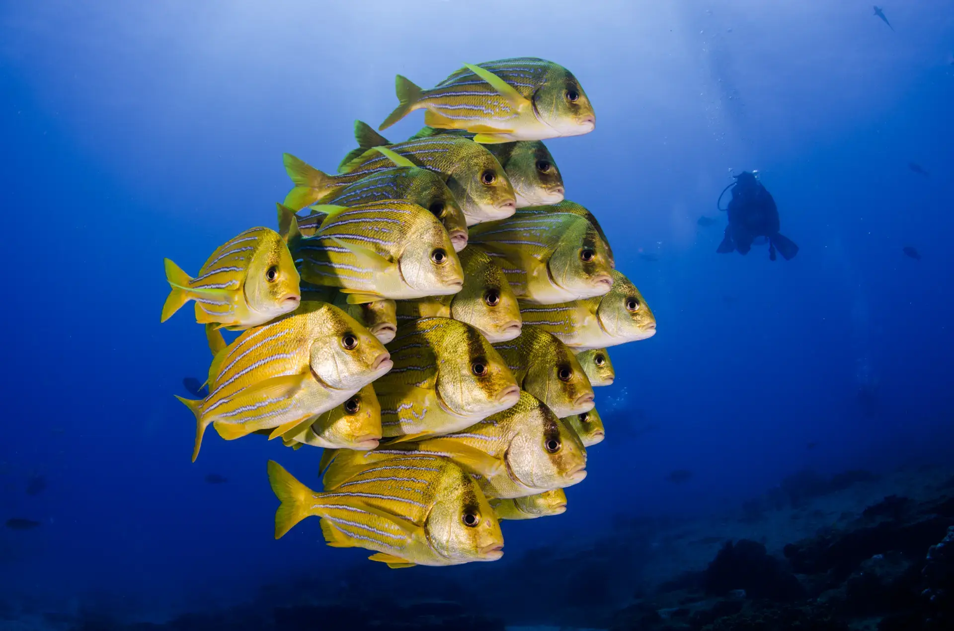 Beautiful pictures of our journeys at Cabo Pulmo: Beneath the Surface.