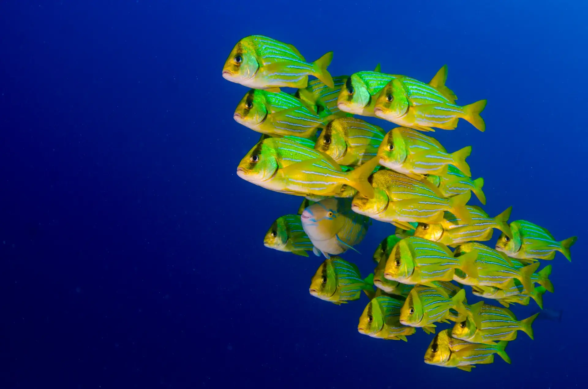 Beautiful pictures of our journeys at Cabo Pulmo: Beneath the Surface.