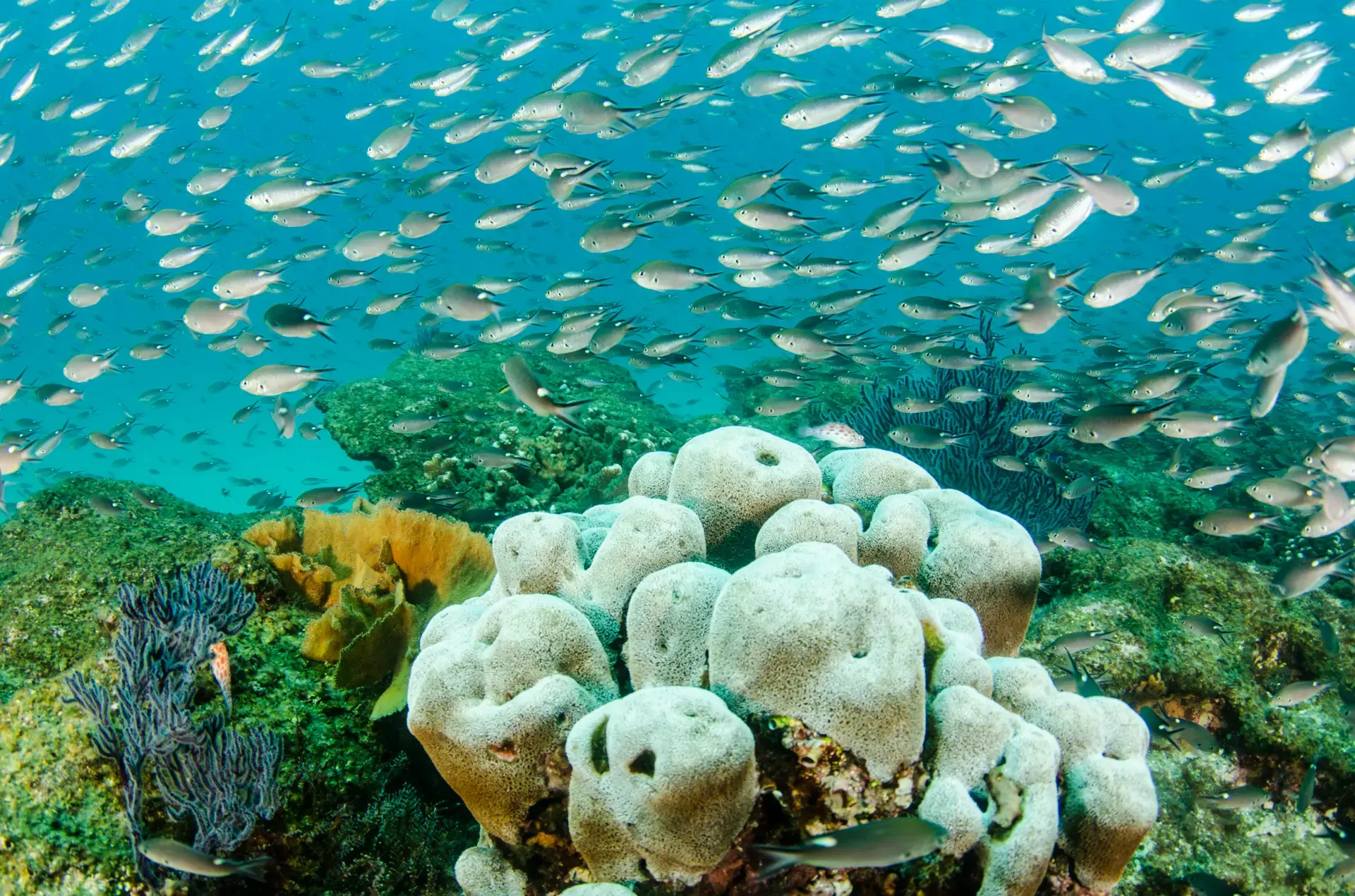 Beautiful pictures of our journeys at Cabo Pulmo: Beneath the Surface.
